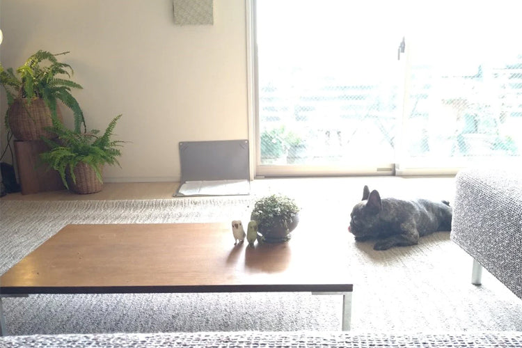愛犬と暮らすインテリアづくりのコツ～リビング編～