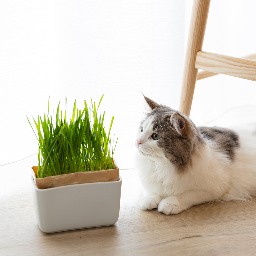 猫草栽培キット にゃんベジセット