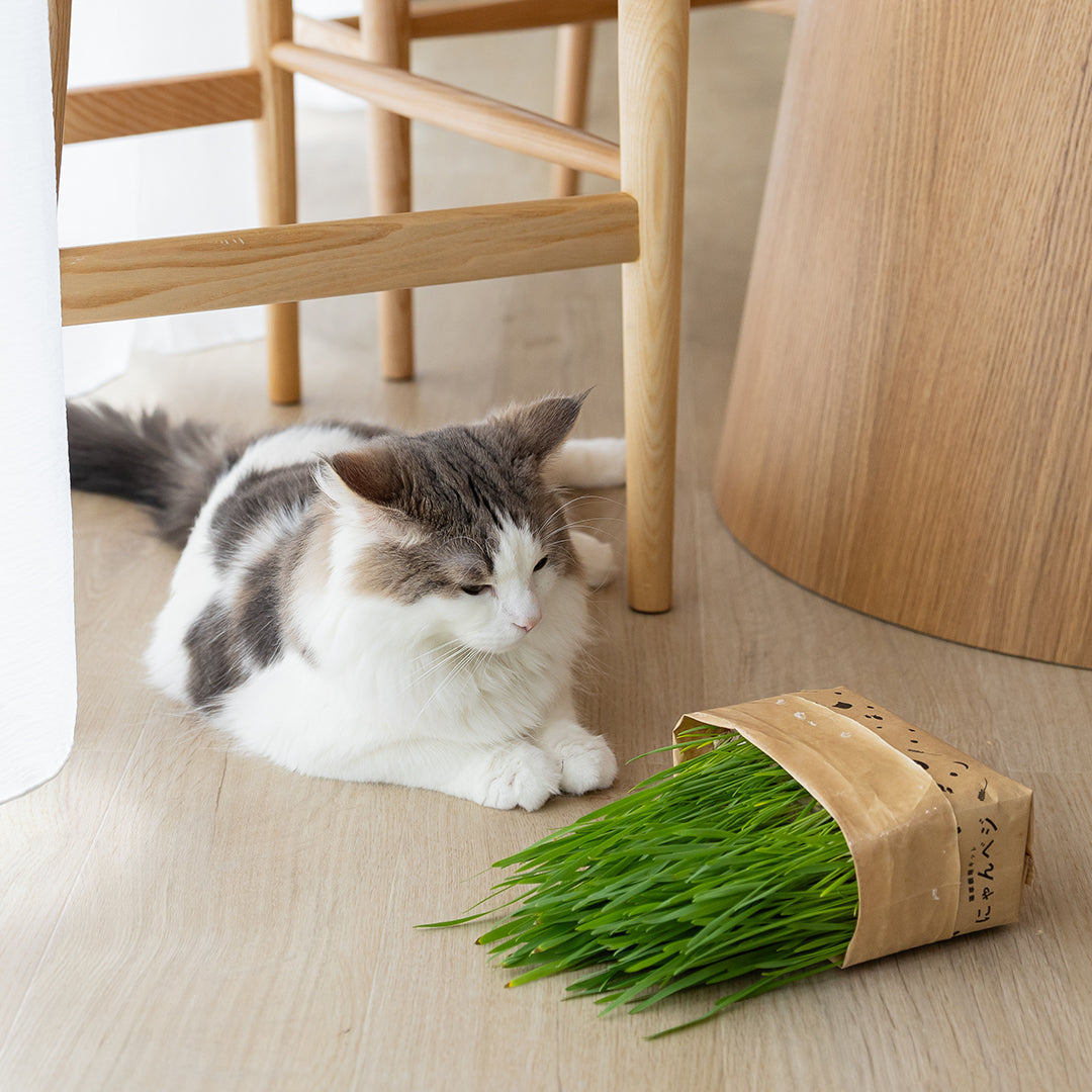 猫草栽培キットにゃんベジリフィル2パック
