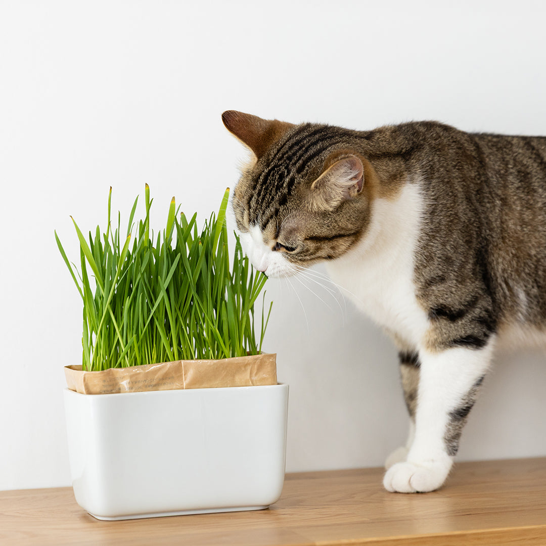 猫草栽培キット にゃんベジセット