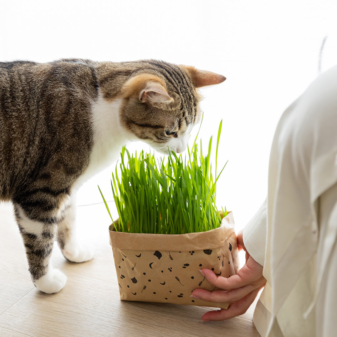 猫草栽培キットにゃんベジリフィル2パック