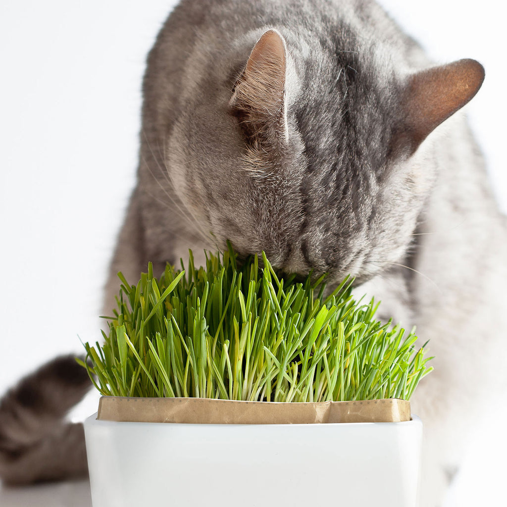 猫草栽培キット にゃんベジセット